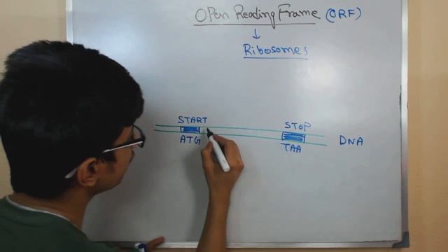 Open reading frame ORF смотреть онлайн