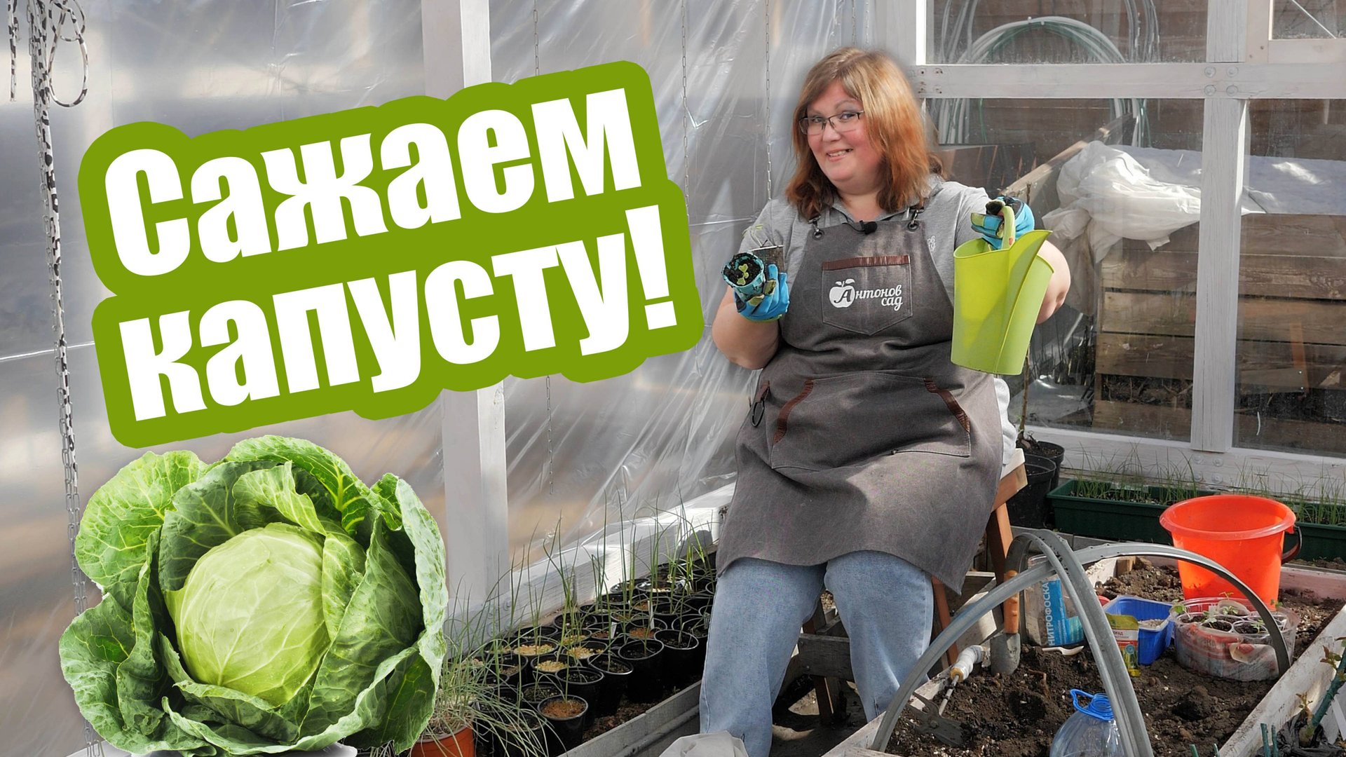 Капуста семенами и рассадой в открытый грунт. Когда и как сажать капусту смотреть онлайн