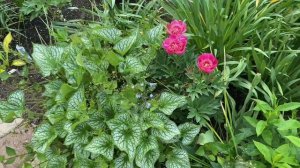 Пионовый рай под Питером. Цветение пионов часть 1-я. В саду у Светланы, г.Пушкин