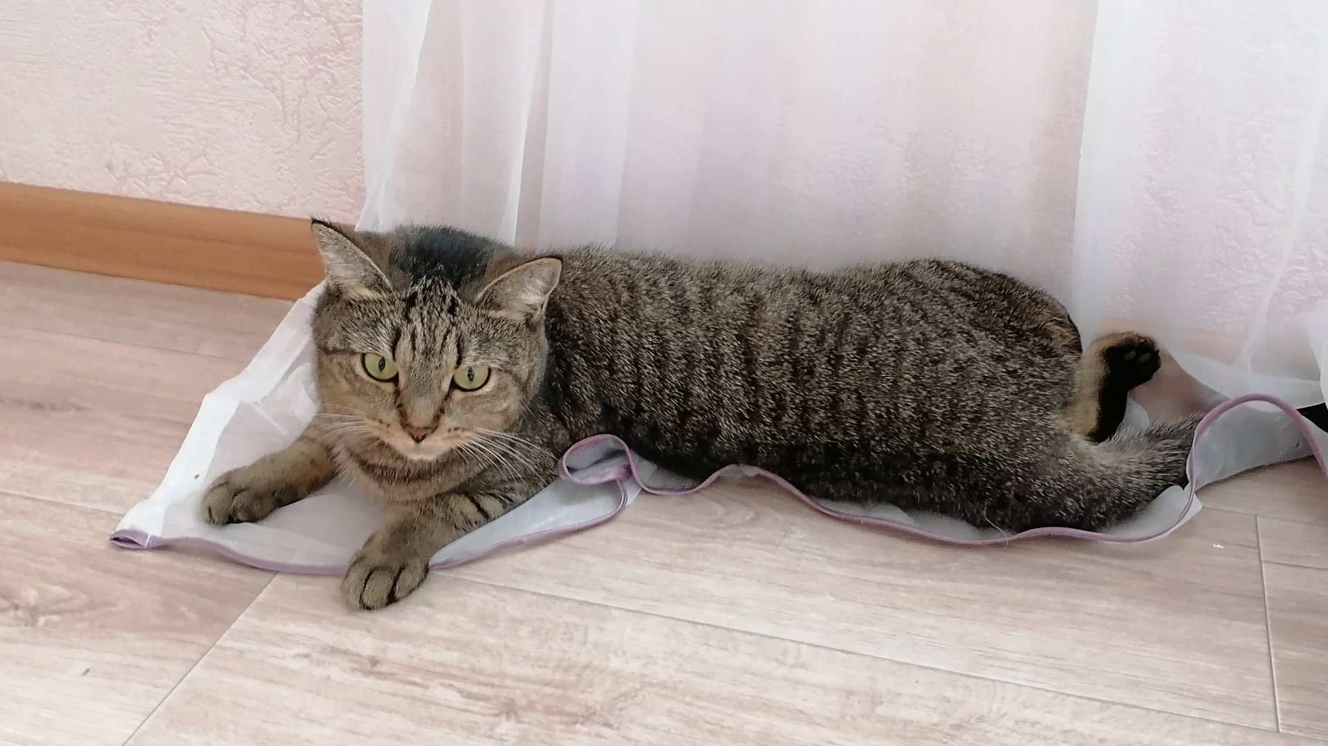 Что случилось??🙀🙀 смотреть онлайн