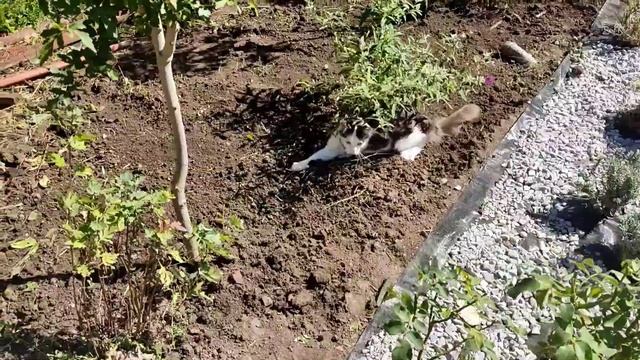Мій перший квітник з агротканиною. Які є тонкощі роботи з агротканиною смотреть онлайн