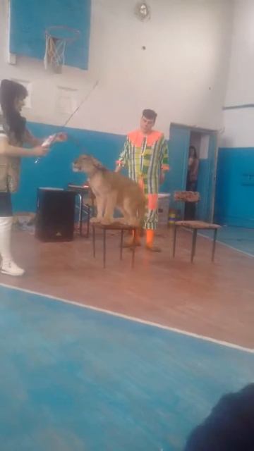 Львёнок в араблинской школе смотреть онлайн