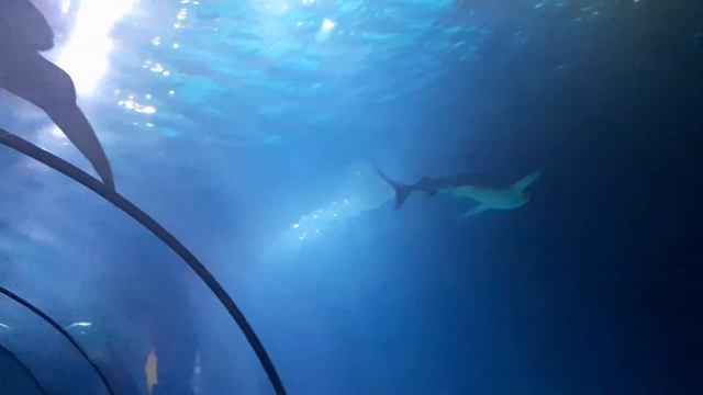 Dutch Shark Encounter at #rotterdam in the Netherlands 🦈 #SharkSpectacle смотреть онлайн