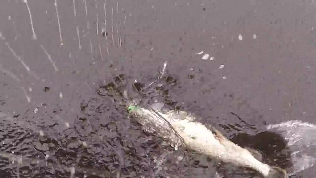 На Рыбинке на катере 3