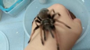 (Brachypelma klaasi)🌶🍆Handling 🌶🍆my juvenile female Mexican pink tarantula (Brachypelma klaasi)