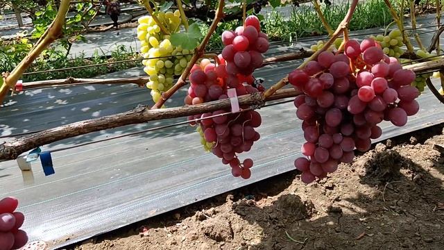 Виноград Фламия на 05.08.24 г. виноградник Король В. Н. г. Краснодар Slava.King2007@mail.ru