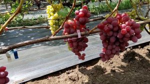 Виноград Фламия на 05.08.24 г. виноградник Король В. Н. г. Краснодар Slava.King2007@mail.ru