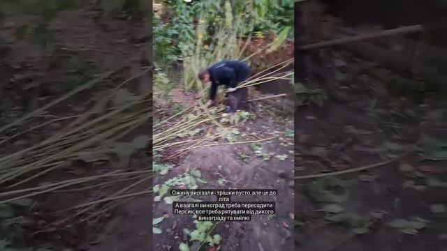 Ожина. Топінамбур. Дикий виноград. Хміль смотреть онлайн