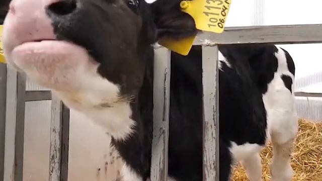 Онлайн-ферма "Простое решение" для аналитики молочного производства от AGROINTELLECT смотреть онлайн