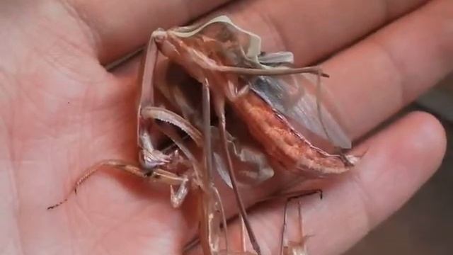 Mismolted sinensis :( смотреть онлайн