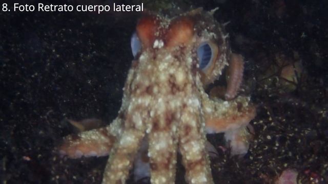Foto Pulpo 1 смотреть онлайн