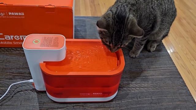 PAWAii Mobile Smart Pet Fountain Review and Demo смотреть онлайн