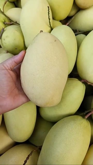 Vietnam Mango - Vietnam Mango Export 🥭🥭 смотреть онлайн