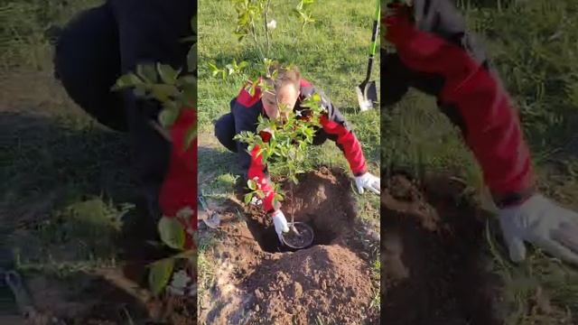 Посадка саженца