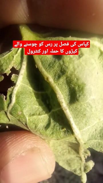Kapas ki fasal par ras chusny walay keedon ka hamla or control |Tela ka hamla| смотреть онлайн