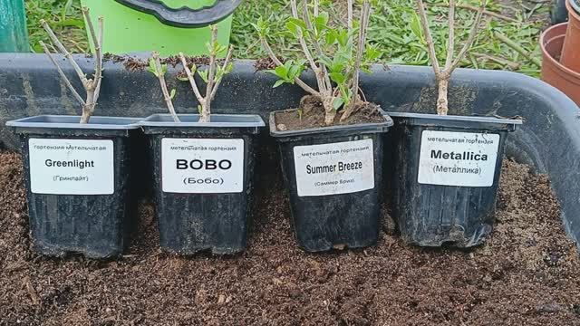 Покупка метельчатых гортензий у частного продавца. Посадка метельчатых гортензий в кашпо #гортензии смотреть онлайн