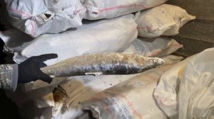 Штольня Мирный