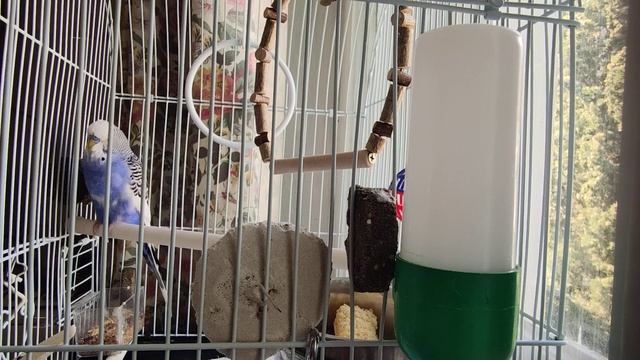 Кеша мальчик попугайчик говорит смотреть онлайн