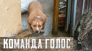 Команда голос. Как научить собаку команде голос за 5 дней