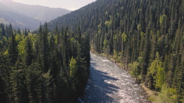 Охота на медведя в горах Алтая. Горный Алтай 2024 смотреть онлайн