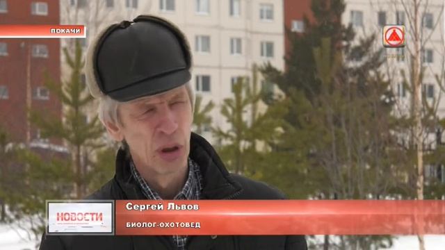 Нижневартовский медведь. Развлечение для взрослых. смотреть онлайн