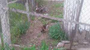 VID_20250425_095005.mp4