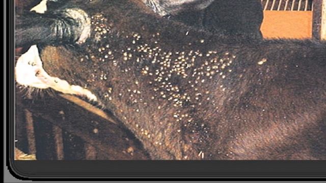 La garrapata (Boophilus microplus) y su impacto en el ganado bovino смотреть онлайн