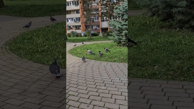 ВЫШЛА ПОПРОЩАТЬСЯ С ВОРОНАМИ😒 #птицы #врановые #ворона #кормушка #наблюдение