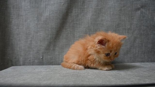 DSC_2184 смотреть онлайн
