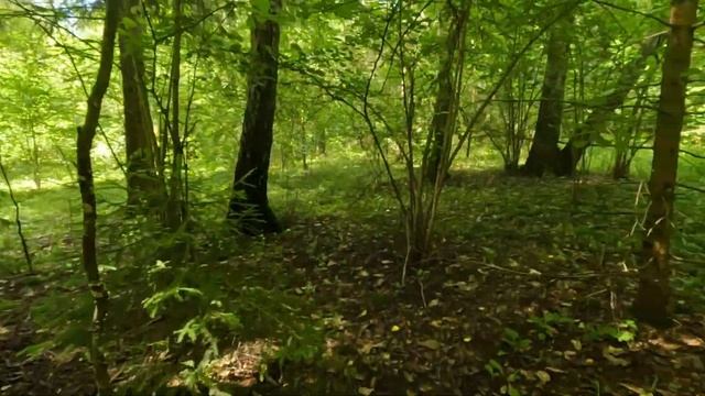 Счастье грибника.Белые грибы пошли.Сказочный лес Подмосковья смотреть онлайн