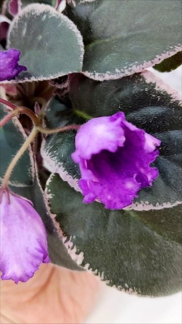 Фиалка Nik-Кони в Яблоко