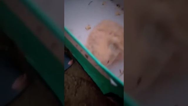 дикий хомяк 🐹 смотреть онлайн