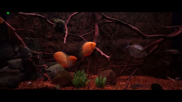 Red Severum, Silver Dollar, Green Scat and Giant Danio смотреть онлайн