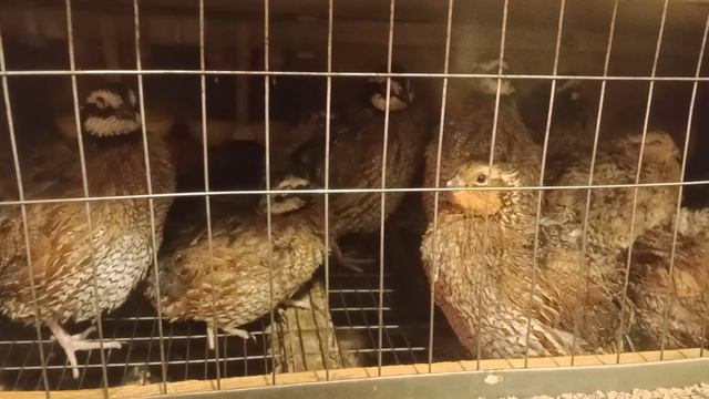 виргинский перепел смотреть онлайн
