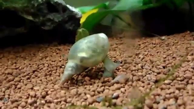 Giant snail in aquarium (Viviparus Linnaeus) смотреть онлайн