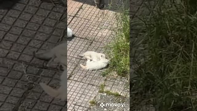 Смешные коты! Кошачий двор в Италии!😍🐈⬛Cats’ yard in Italy! смотреть онлайн