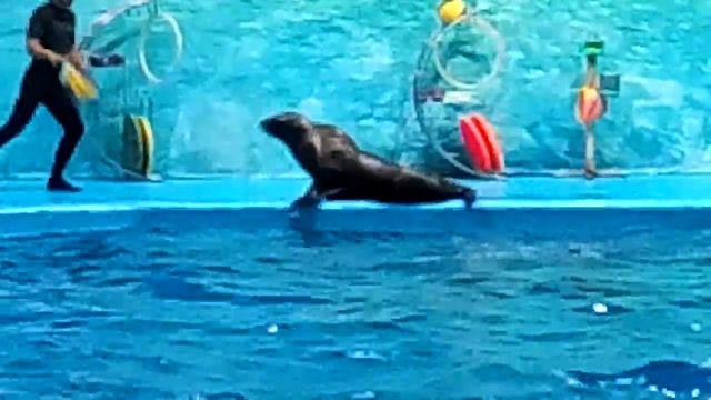 дельфинарий джубга 3 смотреть онлайн