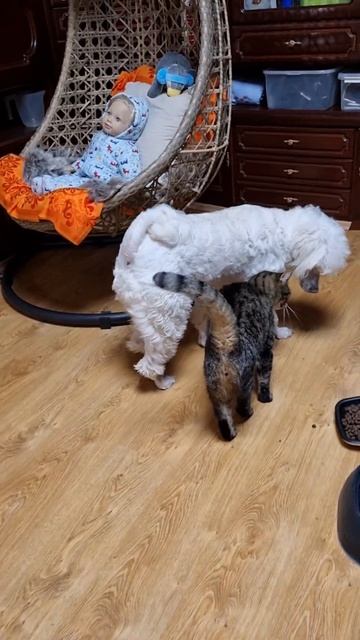 Как собака встречает кота, тайна общения, как Кот себя ведёт с молодой собакой.Это так трогательно