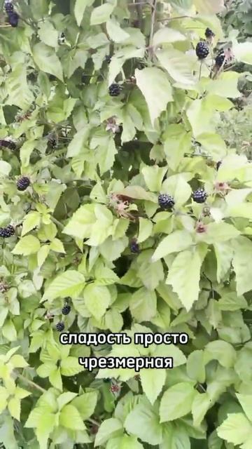 Ультраранняя Суперсладкая Гигантская! Все это о нашей ежевике! смотреть онлайн