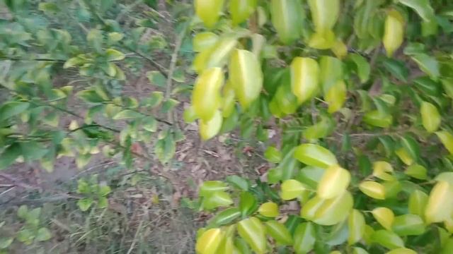 A very useful and beautiful plant, ficus can be planted in any season and their beauty is amazing смотреть онлайн