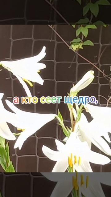 Доброго утра! 💞💞💞 смотреть онлайн