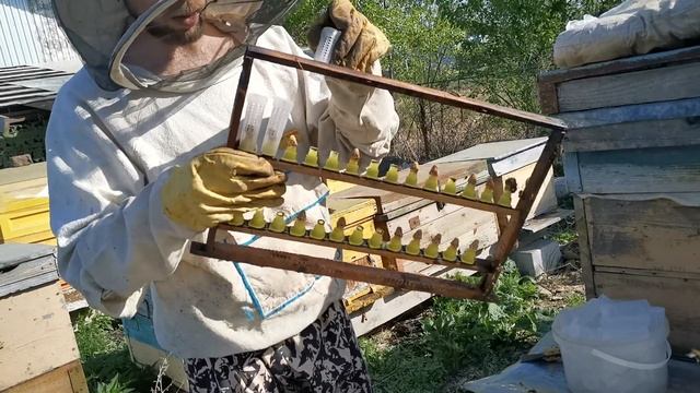 Проверка приёма личинок.