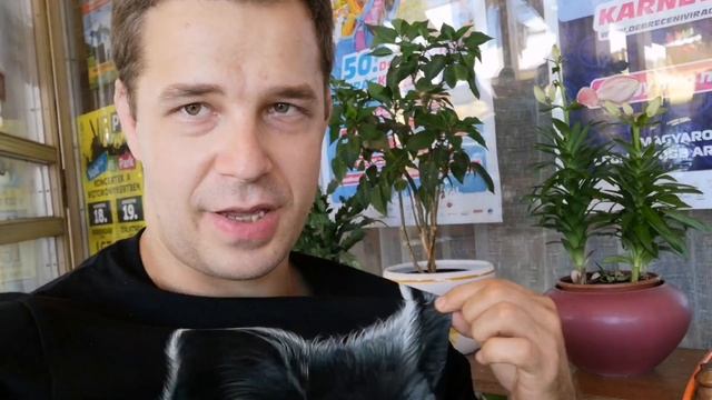 Отдых в Хайдусобосло (Венгрия 🇭🇺) смотреть онлайн