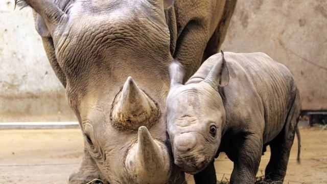 Western Black Rhinoceros- Leave a like and subscribe :)) смотреть онлайн