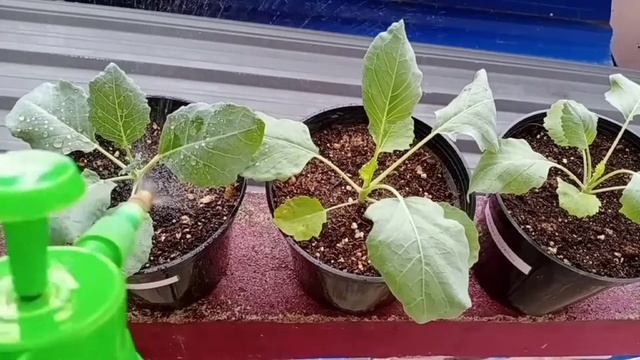 How to grow Kohlrabi in containers | Growing Kohlrabi- From seed to harvest смотреть онлайн