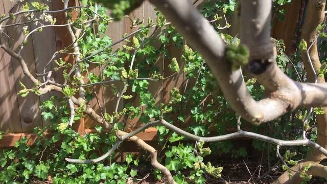 Contorted Mulberry "Unryu" In the Permaculture Garden смотреть онлайн