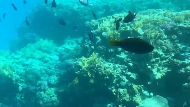 Наш отдых в Шарм эль шейх Dreams Beach смотреть онлайн
