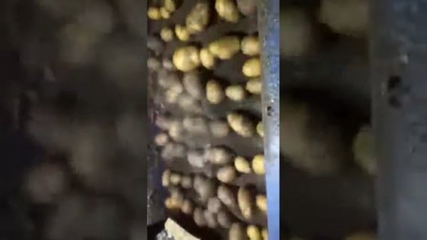 Щетки для чистки овощей в деле.