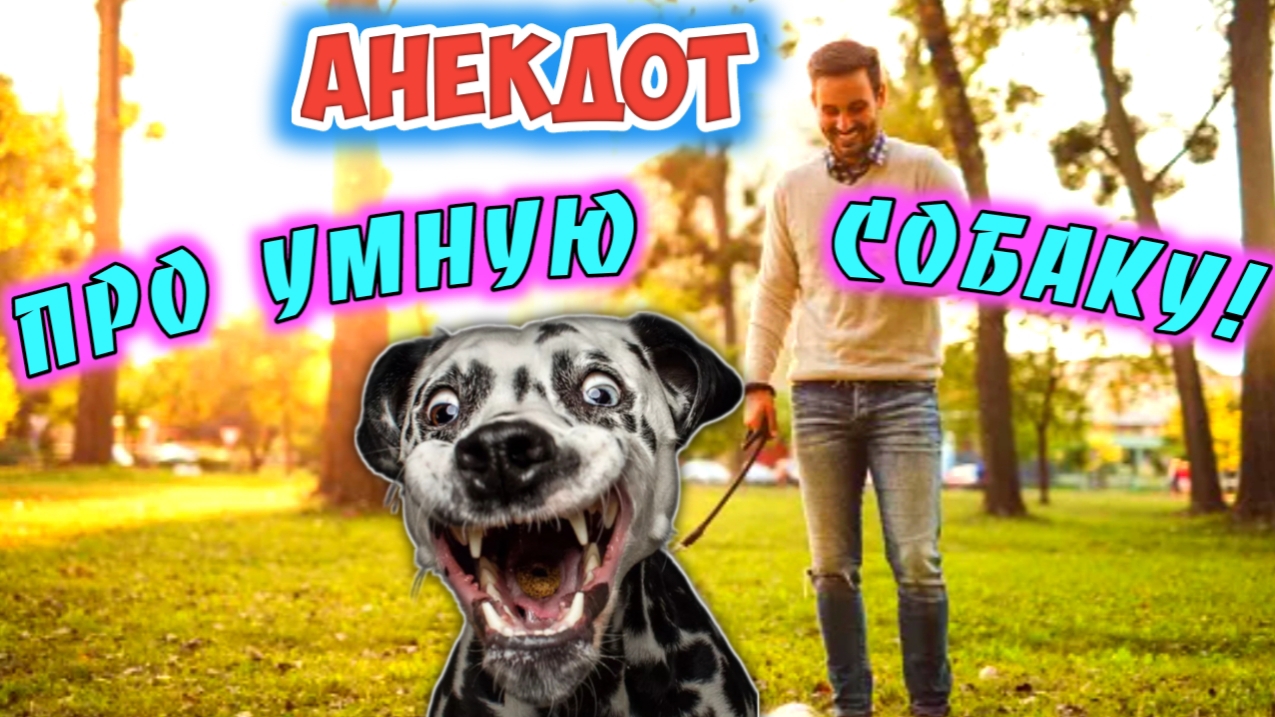 Анекдот про умную собаку смотреть онлайн