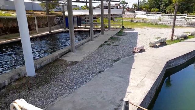 Природные горячие источники. Кындыг №2. Отдых в Абхазии